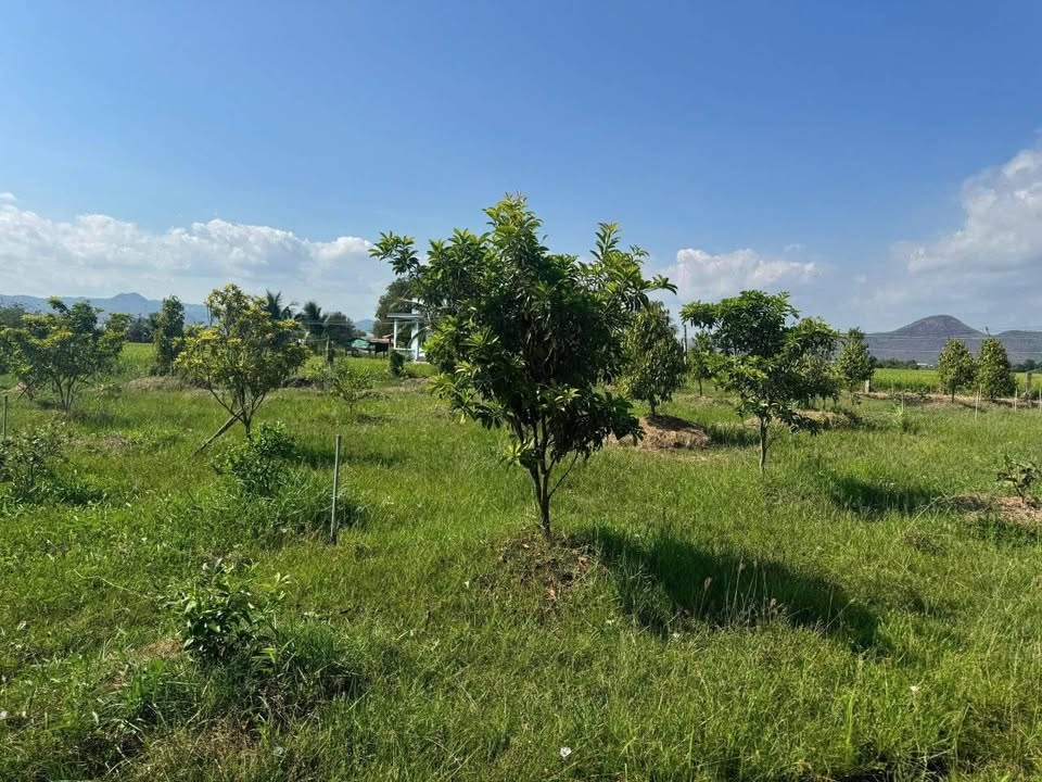 Đất vườn Nha Trang 3400m² - Sinh thái xanh, thu hoạch ngay!