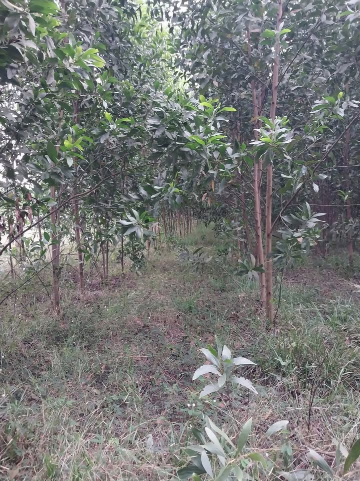 Đất vườn Xuân Tâm Xuân Lộc 9600m² - Tiềm năng tăng giá cực lớn!