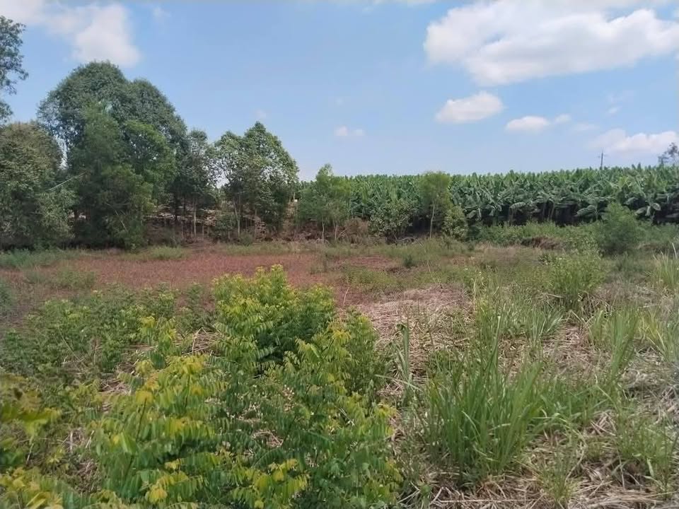 Đất nền Tà Lài Đồng Nai 199 triệu/sào - Tiềm năng tăng giá!