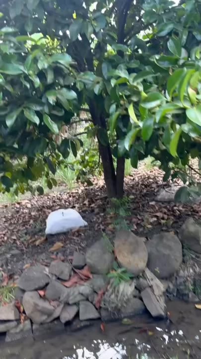 Đất vườn Hưng Thịnh, Trảng Bom 2000m² giá 1.35 tỷ - Sinh thái xanh!