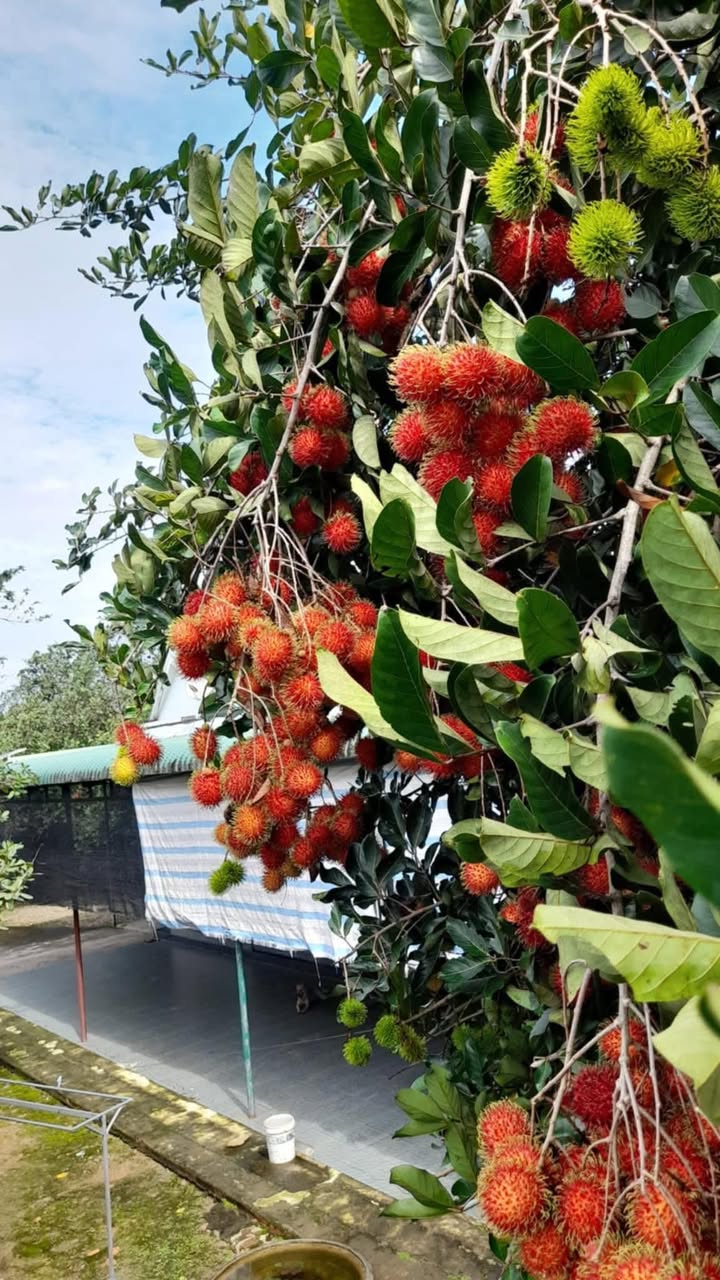 Đất Vườn Chôm Chôm Thái 10.000m² - Giá Đầu Tư Hấp Dẫn Tại Thống Nhất, Đồng Nai