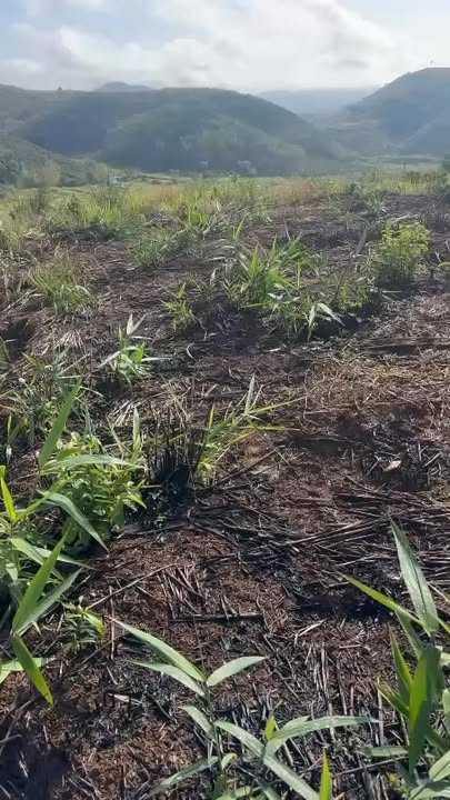 Đất Vườn Ngọc Hồi Kon Tum 5.5ha Giá 1.925 Tỷ - Đầu tư dài hạn