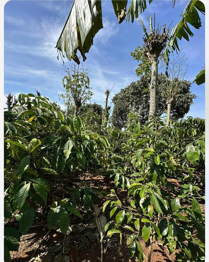 Đất Farm Xã Ea Tul, Cư M'gar 2520m² - Giá đầu tư tốt!