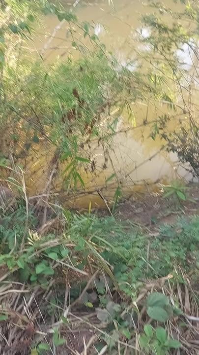 Bán Đất Ia Lâu Chư Prông 7ha Chỉ 1.155 Tỷ - Tiềm Năng Đầu Tư Lớn