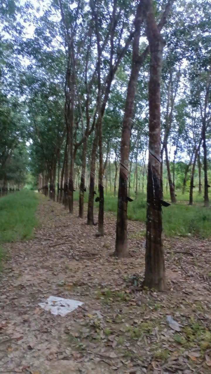 Farm 29.000m² Thị Xã Phước Long, Bình Phước – Giá đầu tư tốt