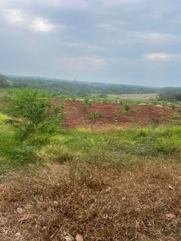 Đất thổ cư 320m² - Làng 3 Tiến Thành, Đồng Xoài - Giá 8xx Tỷ