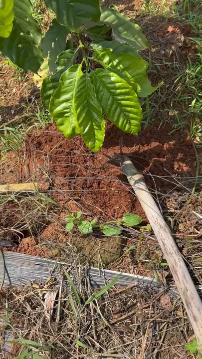 Đất Rẫy 4.5ha ôm suối lớn tại Buôn Đôn, Đắk Lắk - Giá chỉ 330 triệu/ha