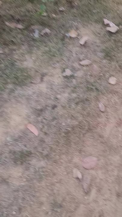 Đất vườn Ea Nuôl 2.4ha giá 2 tỷ - View xanh, sinh thái lý tưởng!