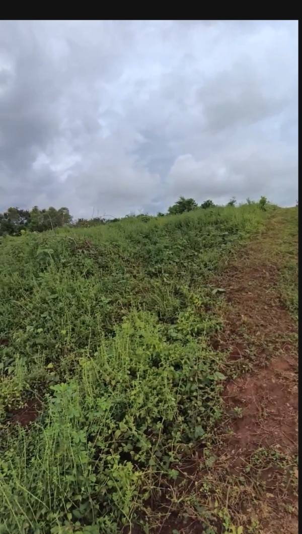 Đất Vườn Ia Rừng Gia Lai 7200m² Giá Đầu Tư 1.5 Tỷ - Sổ Đỏ Sẵn Sàng