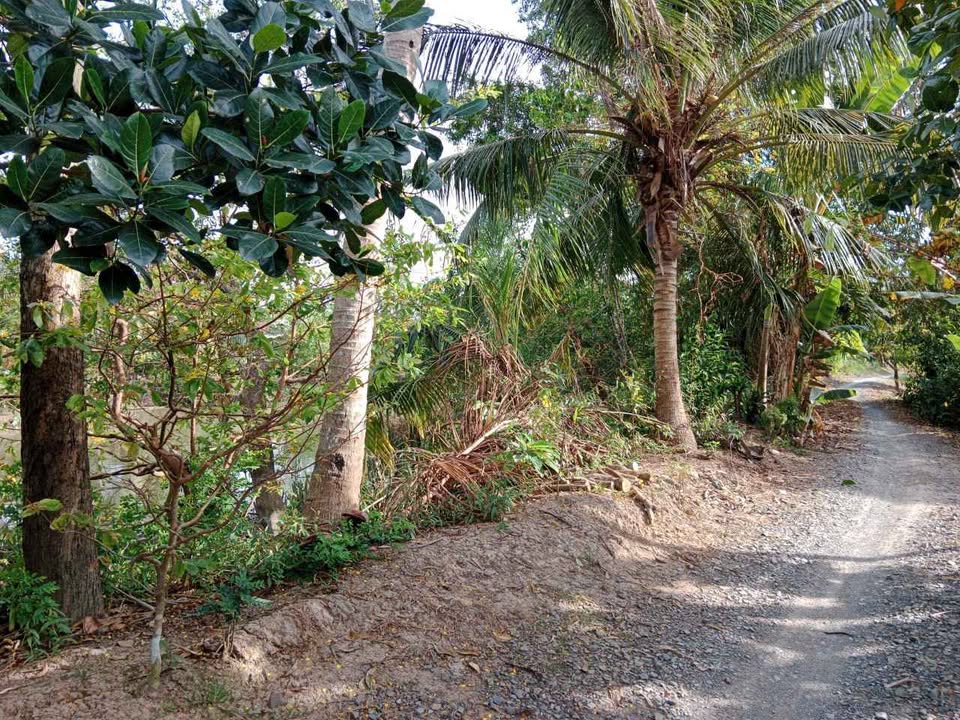 Đất nền Xã Phú Hữu, Châu Thành, Hậu Giang 3300m² - Sổ đỏ chính chủ