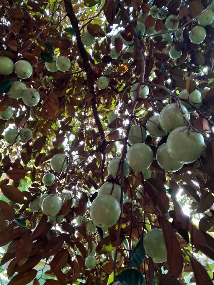 Đất Vườn Trái Cây Bến Cát 3000m² - Mặt Tiền Bê Tông 6 Tỷ