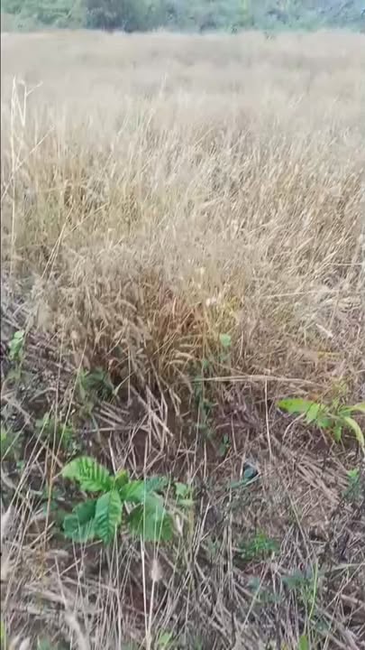 Đất nền Đăk Tích Cư M'gar 10.000m² giá 850 triệu - Sổ đỏ chính chủ!