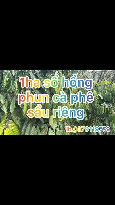 Bán Đất Vườn Đắk Nông 10.000m² - 70 Sầu Riêng, 1100 Cà Phê, Sổ Hồng