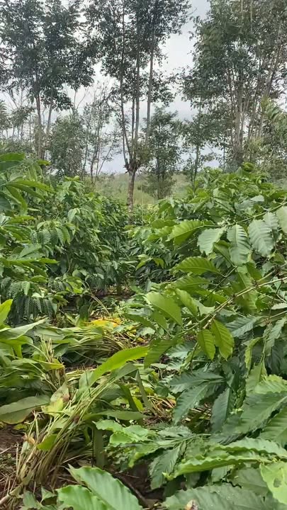 Bán đất vườn Ea Blang Buôn Hồ 7200m² giá chỉ 4xx triệu - Tiềm năng sinh lời cao!