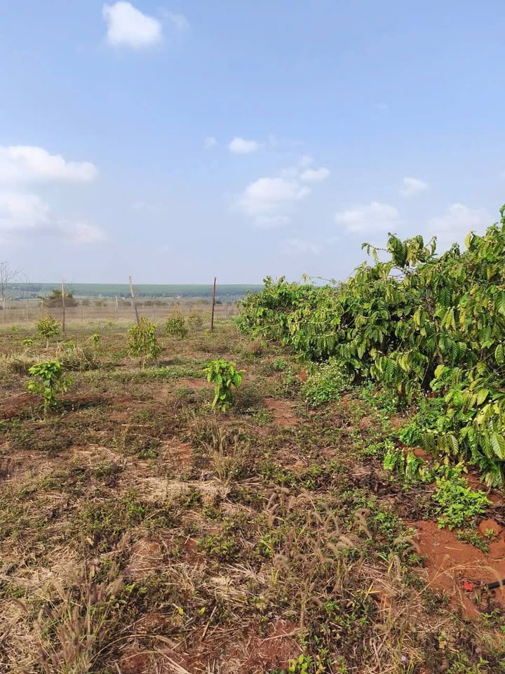 Bán Đất Vườn Chư Sê Gia Lai 15.000m² - Đầu Tư Sinh Lời Ngay!