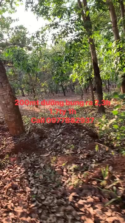 Bán Đất Vườn 2.3ha Bình Phước - Sổ Đỏ Rõ Ràng, Giá Tốt