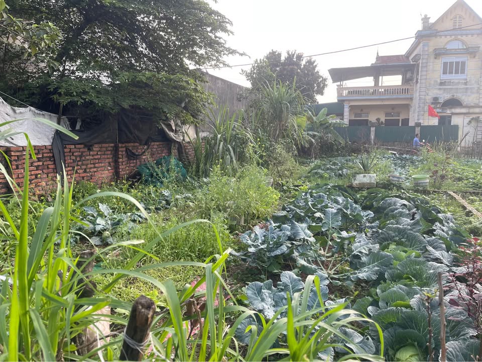 Đất nền Đan Phượng 88m² - Sổ đỏ sẵn sàng, chỉ nhỉnh 2 tỷ