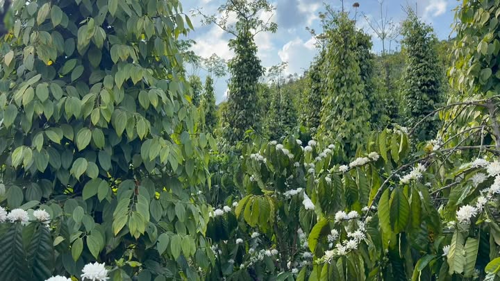 Đất nông nghiệp Đắk Song 1.6ha giá 2.55 tỷ - Tiềm năng tăng giá!