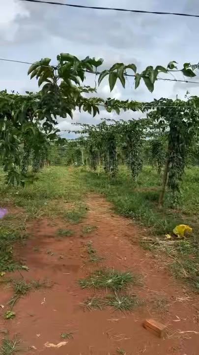 Bán Đất Vườn Đắk Nông 15500m² - Sẵn Sổ Đỏ, Mặt Đường Rộng