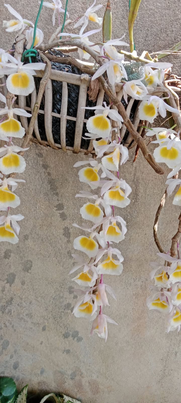 Đất nền Quảng Tín, Đắk R'Lấp 600m² - Tiềm năng tăng giá vượt trội!