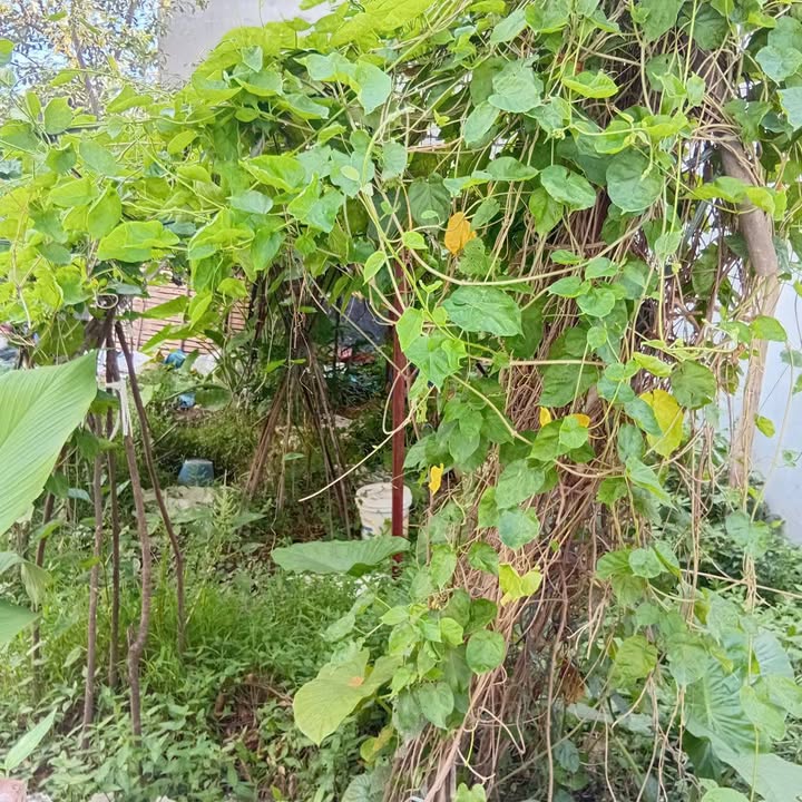 Đất Đông Hội 42.5m² - Sổ đỏ sẵn, dưới 5 tỷ - Cơ hội đầu tư sinh lời