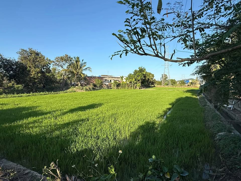 Đất Vườn Diên Toàn 870m² - Sổ Đỏ Riêng, Giá F0 350 Triệu