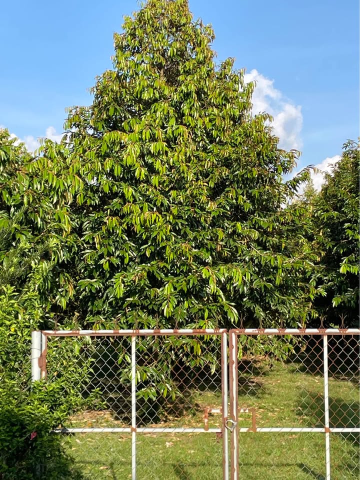 Bán Gấp Farm 12 Sào Sầu Riêng Thái 7 Năm - Sổ Đỏ Chính Chủ Lâm Đồng