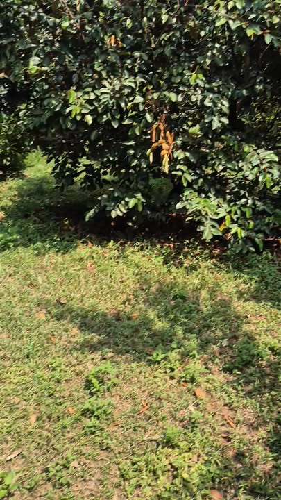 Đất Vườn Long Khánh 7400m² Mặt Tiền Nhựa - Giá Tốt 12.58 Tỷ