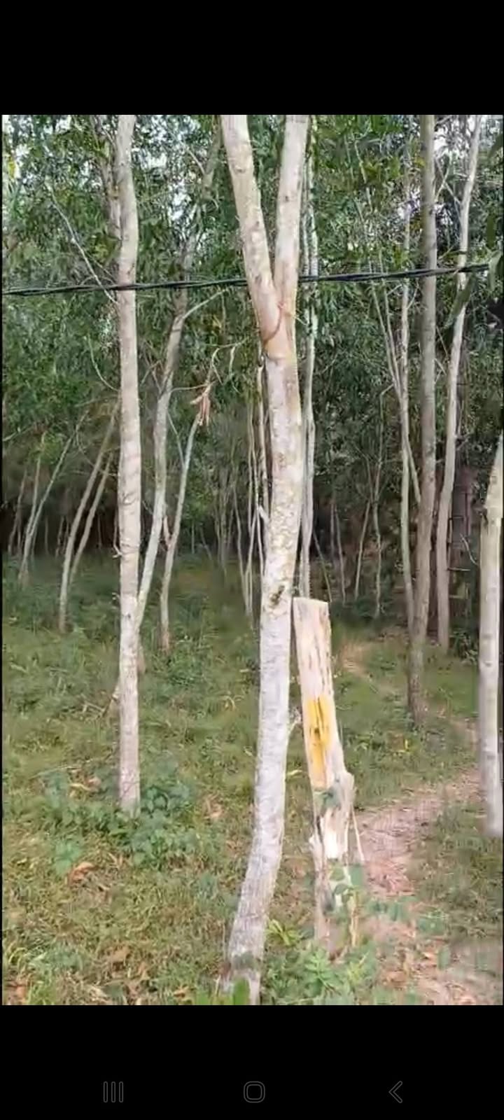 Bán gấp 8000m² đất trang trại tại Ninh Hòa, Khánh Hòa - Sẵn đập nước, phù hợp chăn nuôi, trồng trọt