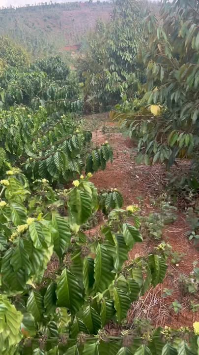 Đất nền Trường Xuân 1.5ha giá 2.55 tỷ - Đường to ô tô vào tận nơi!