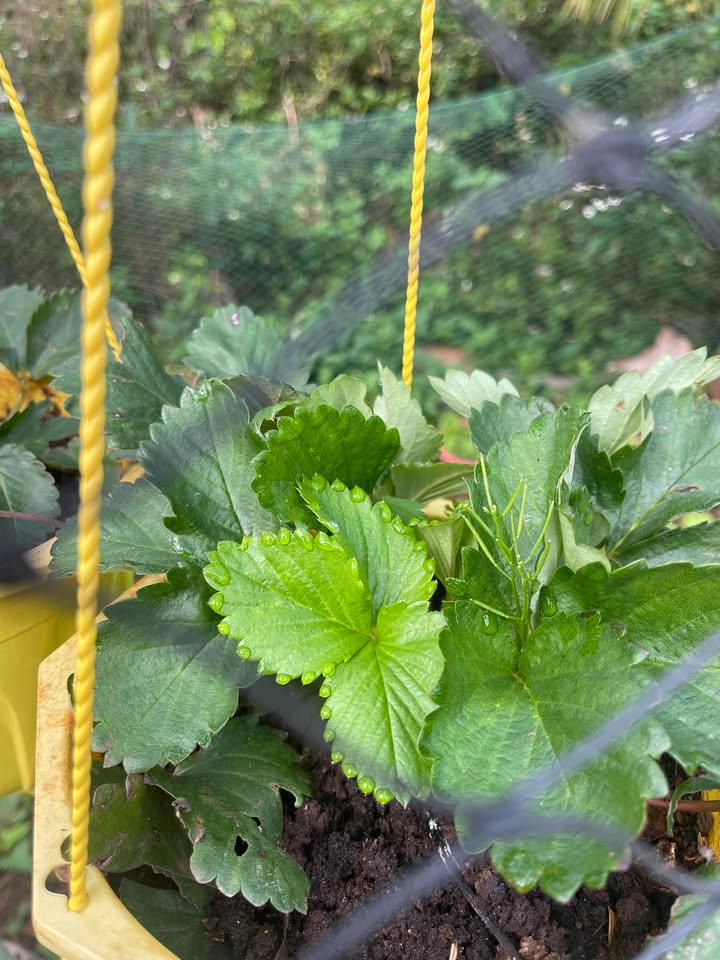 Đất thổ cư 180m² trung tâm Ea Blang, Buôn Hồ - Sổ hồng sẵn sàng