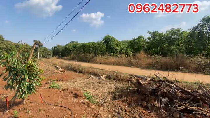 Đất Vườn 9000m² Đắk O, Đồng Nai - Sầu Riêng Sen Canh Cafe, Sổ Hồng