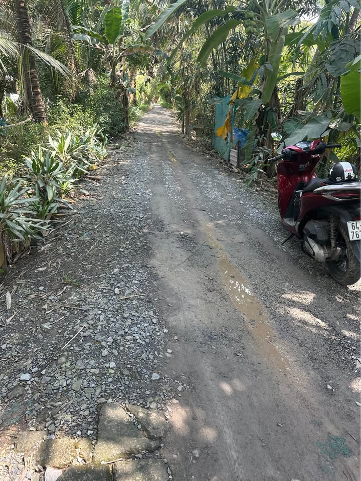 Bán Gấp 18.000m² Đất Vĩnh Long - Sổ Đỏ Thổ Cư, Cây Lâu Năm