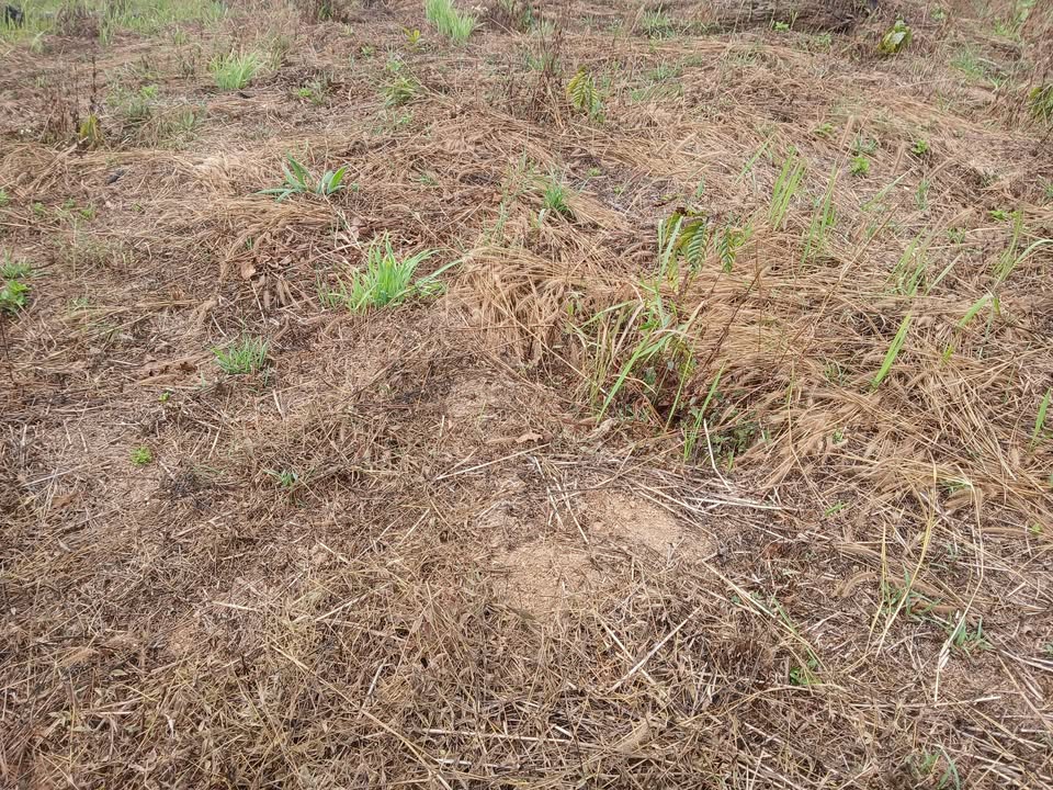 Đất Nền 14000m² Lâm Hà, Lâm Đồng - Giá 1.5 Tỷ, Sẵn Sàng Đầu Tư