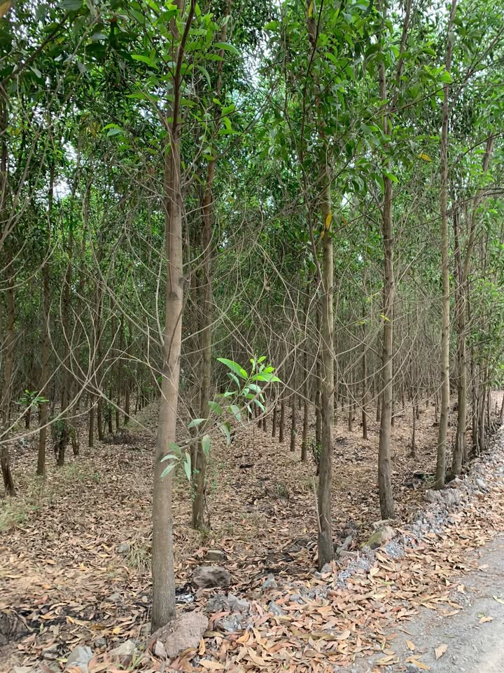 Đất vườn Đồng Tâm, Tân Bình 4700m² - Sổ đỏ chính chủ, đầu tư dài hạn!