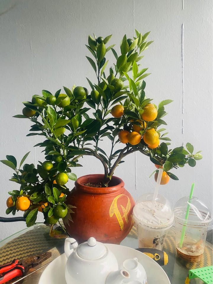 Bán Đất Nền 84m² Phường Trần Hưng Đạo, TP Thái Bình - Sổ Đỏ Sẵn Sàng