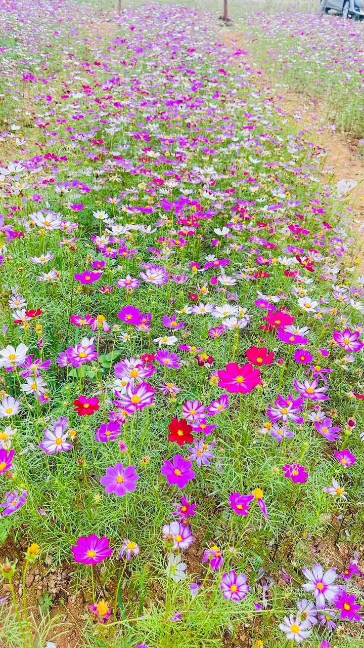 Đất nền Quốc lộ 1A Cẩm Thành 99m² - Đầu tư sinh lời vượt trội!