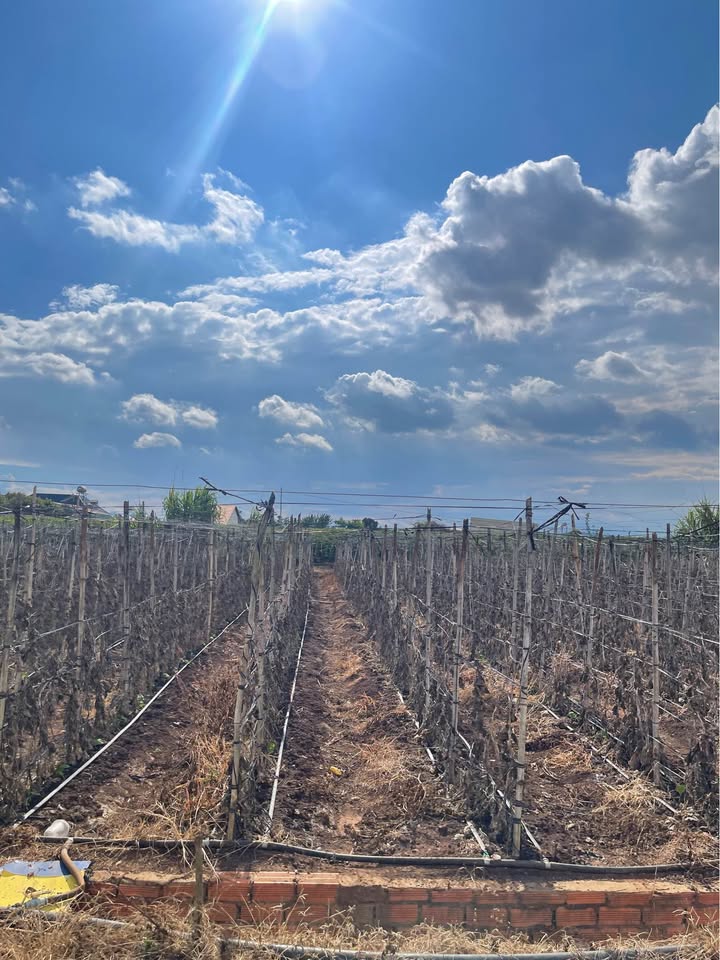 Đất nền Đức Trọng Lâm Đồng 165m² 790 triệu - Giá F0 CĐT