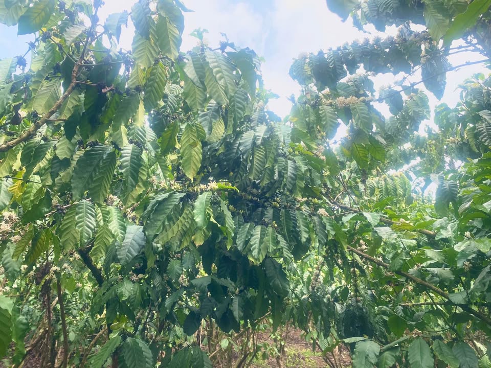 Đất nền Lộc Ngãi Bảo Lâm 10.000m² - Sổ hồng chính chủ, tiềm năng tăng giá!