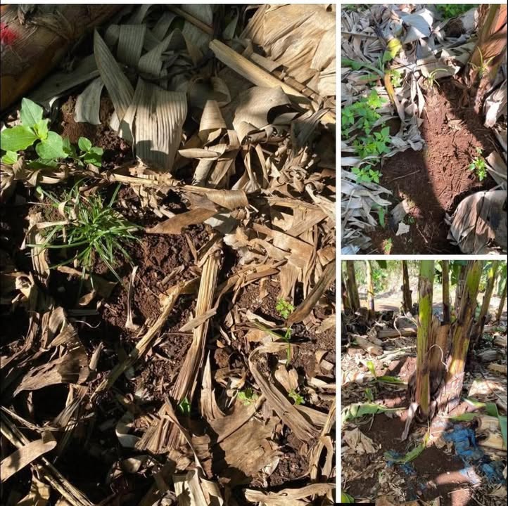 Đất nền Trà Cổ, Đồng Nai 10.000m² - Giá 3.2 tỷ, đường ô tô, tiềm năng sinh lời