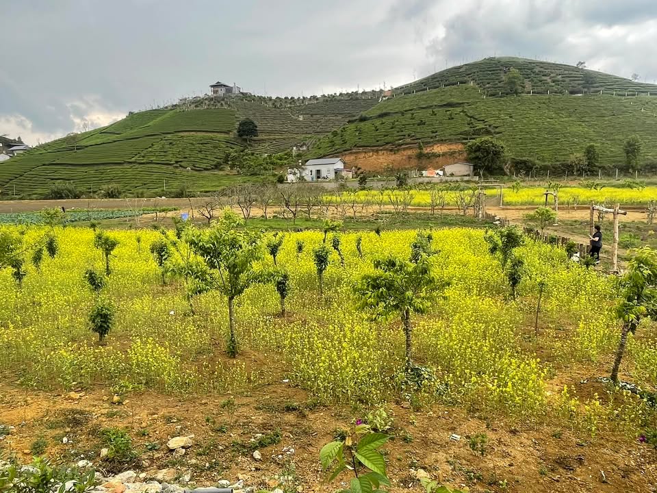 Đất Vàng Mộc Châu 357m² - Kinh Doanh Đắc Lộc, Giá Chỉ 2 Tỷ