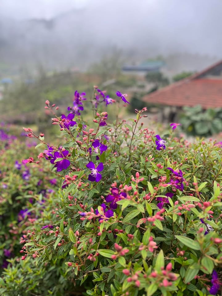 Nhà 100m² Phường Thảo Nguyên - 2PN Sổ Đỏ, Ô Tô Tận Sân, Chỉ 1.x Tỷ