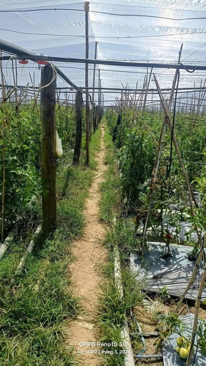 Bán Đất Vườn 10800m² Xã Quảng Lập, Đơn Dương - Sẵn Nhà Lưới, Giá Đầu Tư