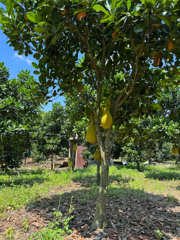 Bán Gấp 10.000m² Đất Vườn Ngọc Định, Đồng Nai - 900 Cây Mít Indo Thu Sớm