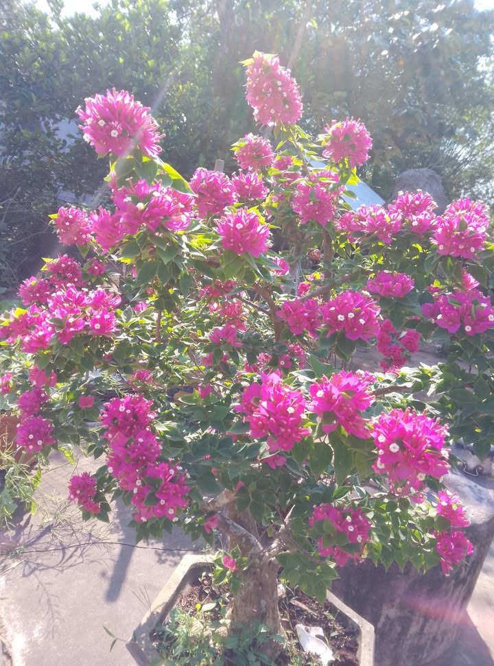 Cho Thuê Mặt Tiền Nguyễn Văn Trà, Bình Chánh - 80m² Lửng 2PN, Giá 7 Triệu