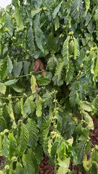 Bán Gấp 2.8ha Đất Rẫy Đỏ Ea Súp, Đắk Lắk - Giá 3.5 Tỷ Bao Phí