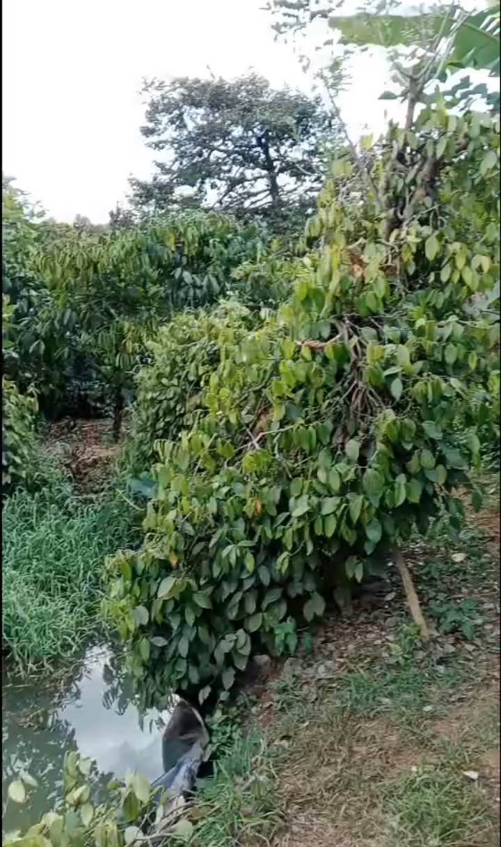 Farm Di Linh 2.88k m² 2.48 tỷ - Sổ đỏ chính chủ