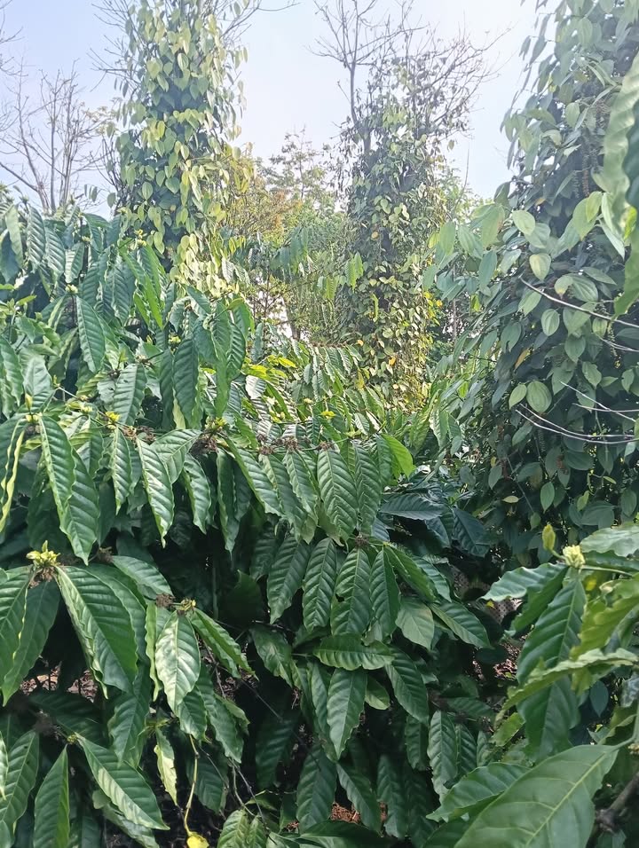 Đất Rẫy Đắk Mil 4500m² - Giá 2.2 Tỷ, Sẵn Sàng Đầu Tư