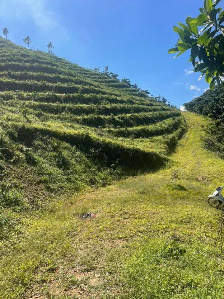 Đất Nông Nghiệp 17.000m² Bảo Lộc - Vườn Trà Sen, Cà Phê Tơ, Sổ Đỏ