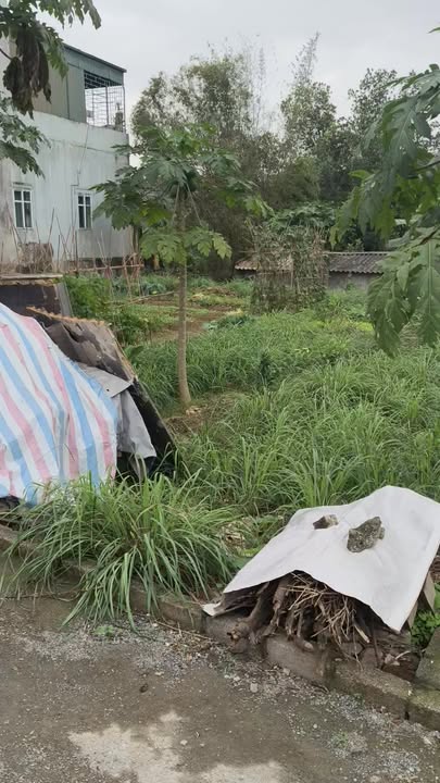 Đất nền Tân Bình 100m² - Sổ đỏ chính chủ, giá đầu tư chỉ 1 tỷ